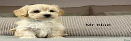 Maltipoo dogs for sale: A BEAUTIFUL ARRAY OF COLOURS AND LOVELINESS  - Advert 34