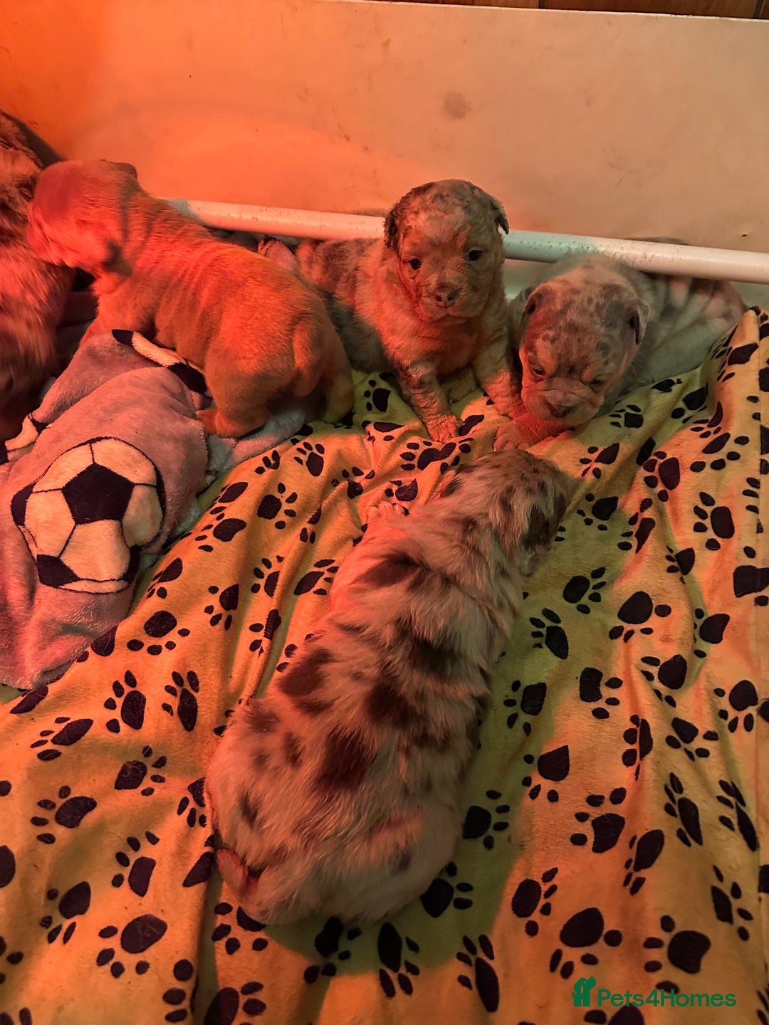 Old Tyme Bulldog dogs for sale: 5 Gorgeous olde bulldogs  - Advert 10