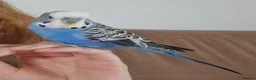 Budgerigars birds for sale: Bud the budgie  - Advert 2