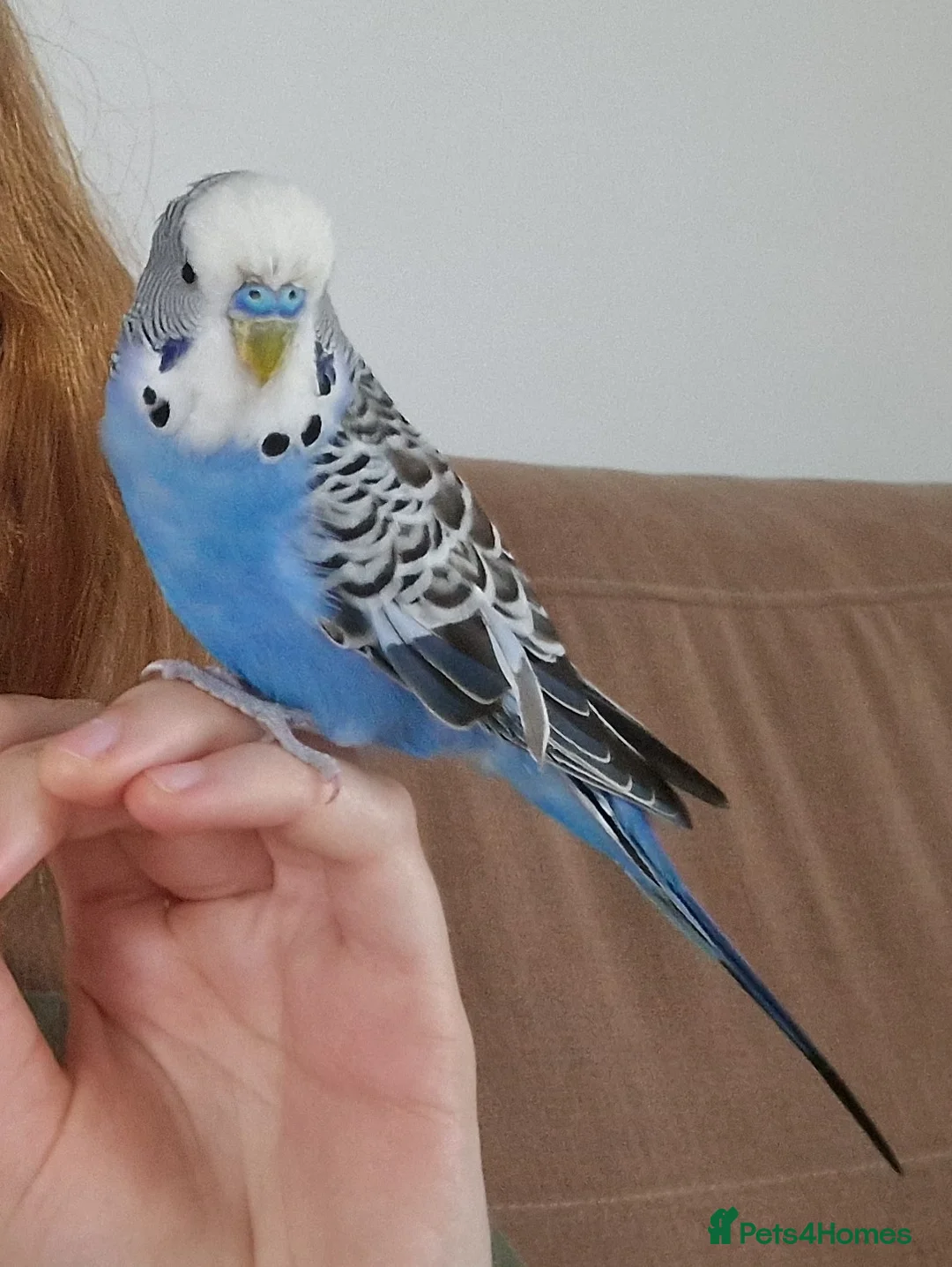 Budgerigars birds for sale: Bud the budgie  - Advert 2