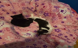 Mixed Breed cats for sale: Kittens - Image 4