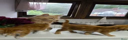 Mixed Breed cats for sale: Kittens to good homes in London - Advert 5