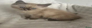Ragdoll 4