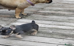 French Bulldog dogs for sale: French bulldogs puppys in Nottingham - Image 15