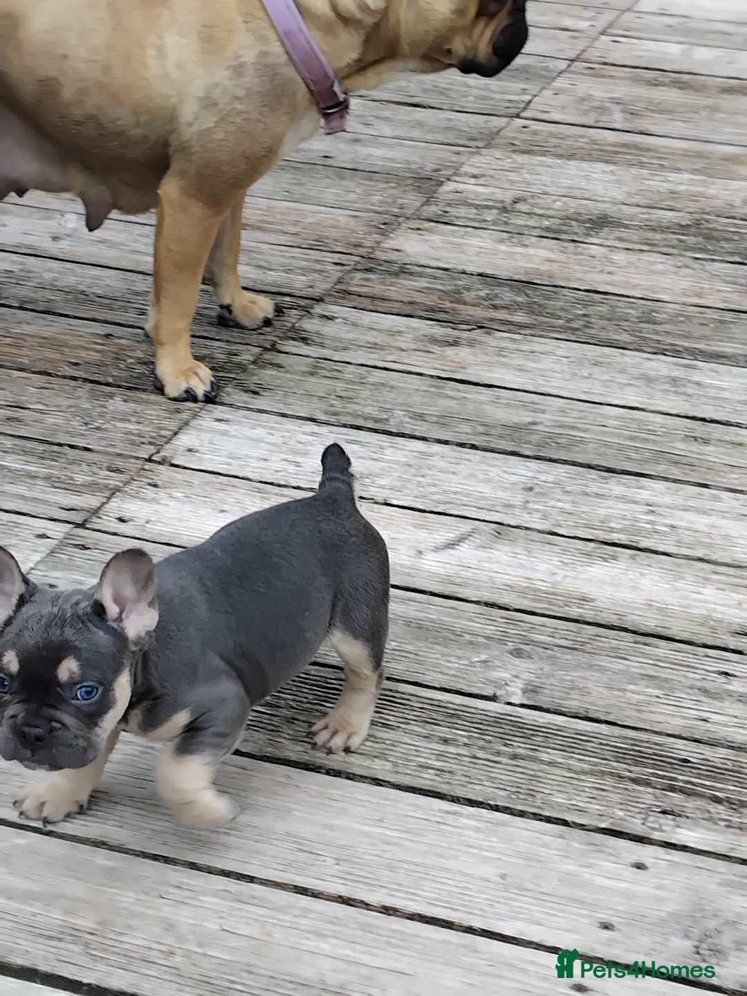 French Bulldog dogs for sale: French bulldogs puppys in Nottingham - Image 15