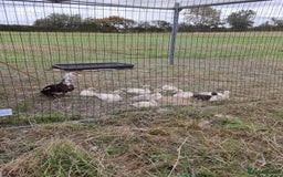 Ducks poultry for sale: Muscovy ducks - Image 1