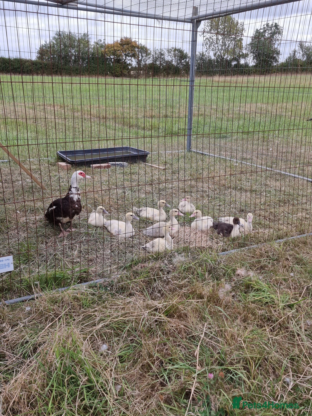 Ducks poultry for sale: Muscovy ducks - Image 1