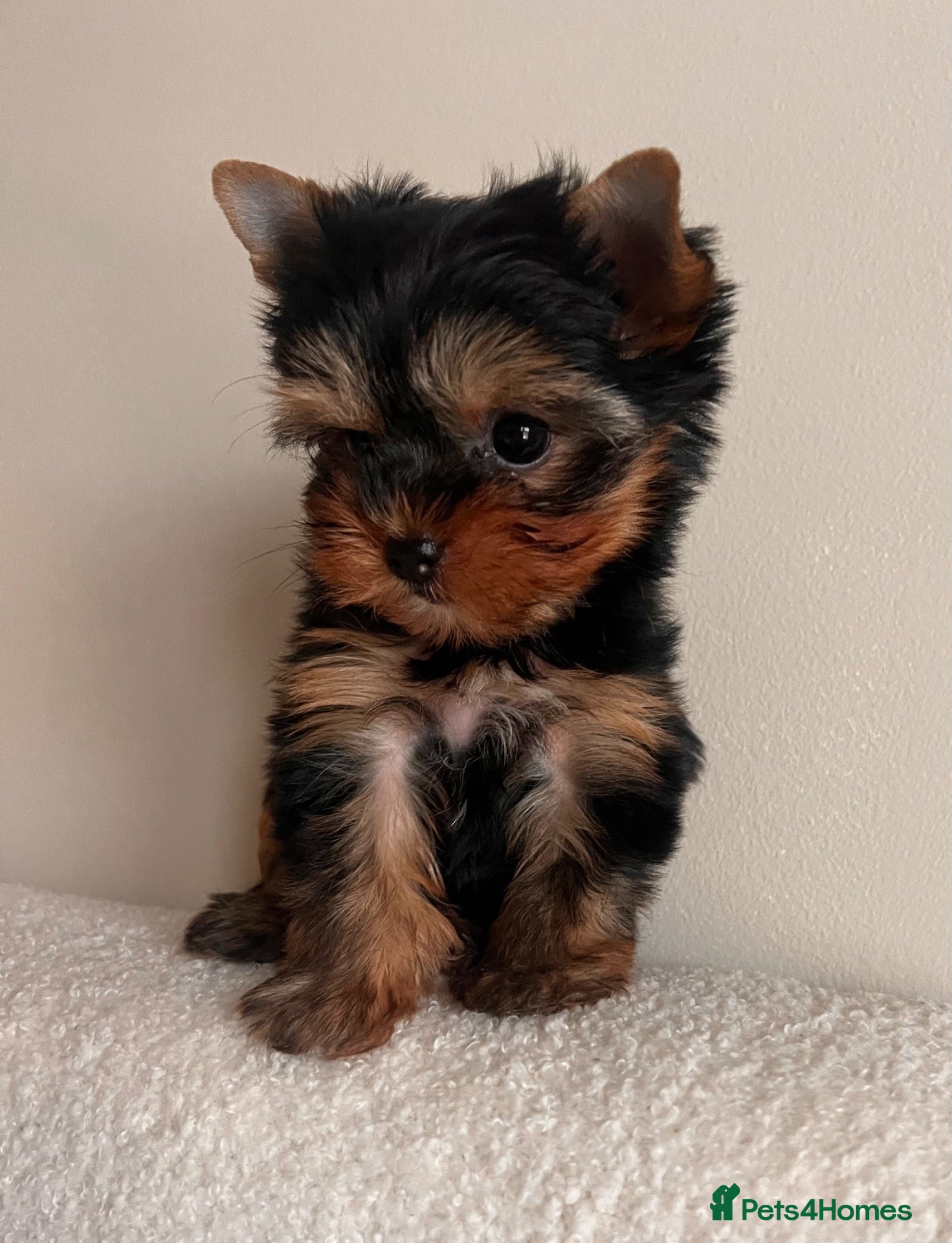 Yorkshire Terrier dogs 🌸 Very Tiny Yorkshire Terrier Girl – Ready Now 🌸 - Advert 3