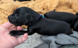 Flat coated Retriever dogs for sale: KC Flat Coated Retriever Puppies - Image 13