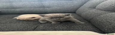 British Shorthair 2