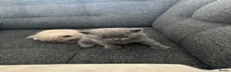 British Shorthair cats for sale: 2 British shorthair Kittens  in Manchester - Advert 4