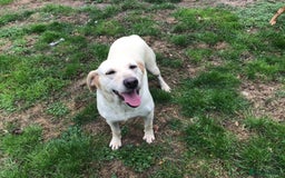 Labrador Retriever dogs for sale: Beautiful Working Labradors  - Image 4