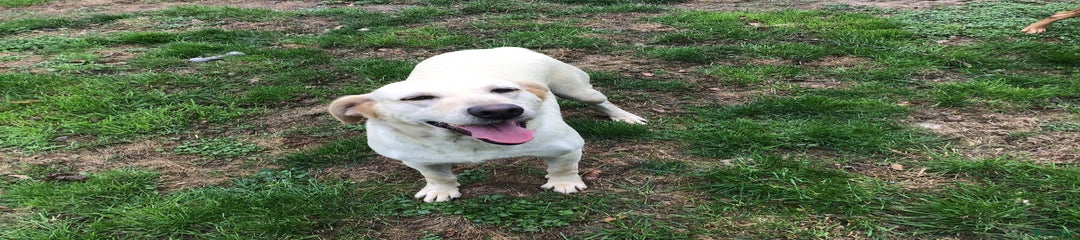 Labrador Retriever Puppy 2
