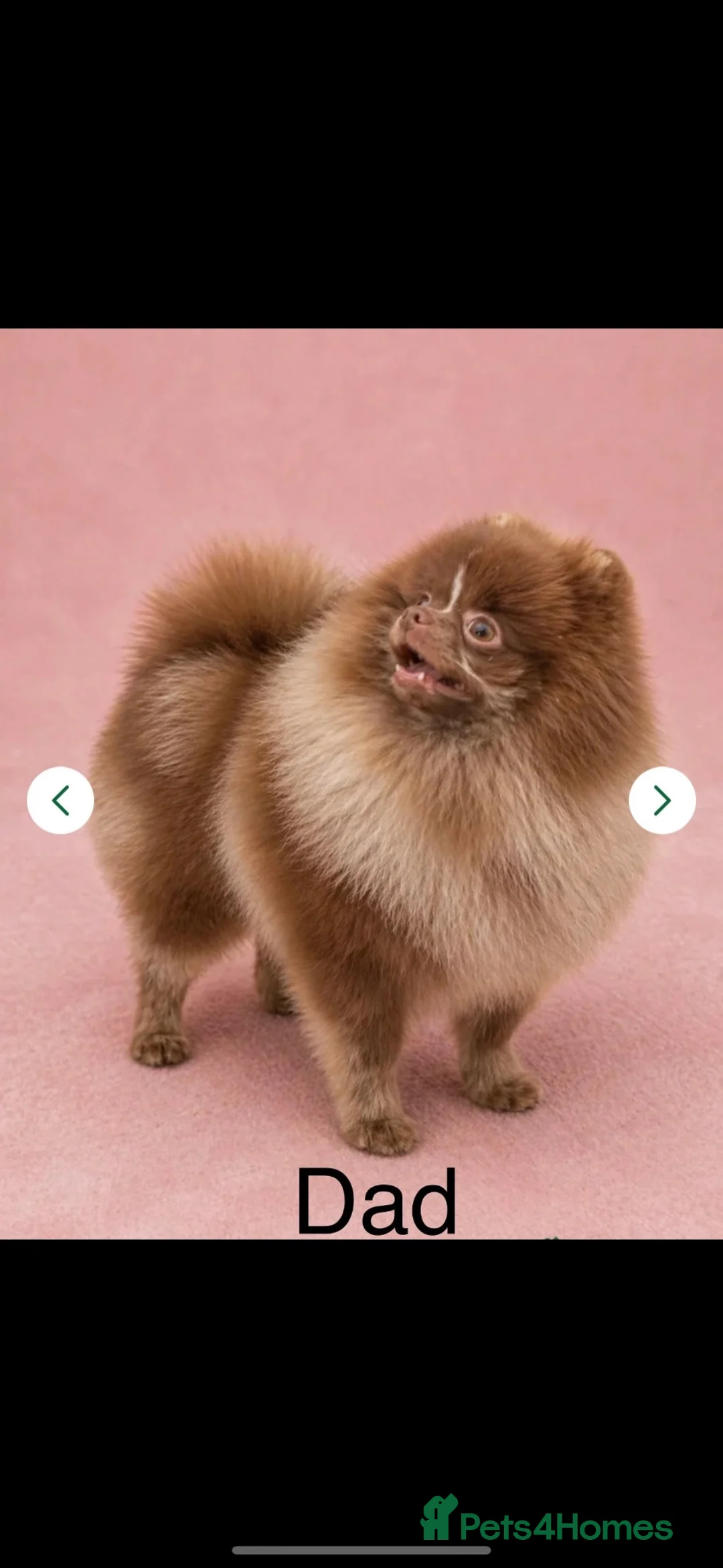 Pomeranian dogs for sale: Beautiful sable merle pomeranian boy  in London - Advert 2