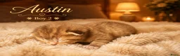 Norwegian Forest Cat cats for sale: 3 beautiful boys raised in family home  - Advert 6