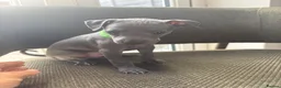 Italian Greyhound dogs for sale: Italian Greyhound & one quarter Whippet puppies  - Advert 15