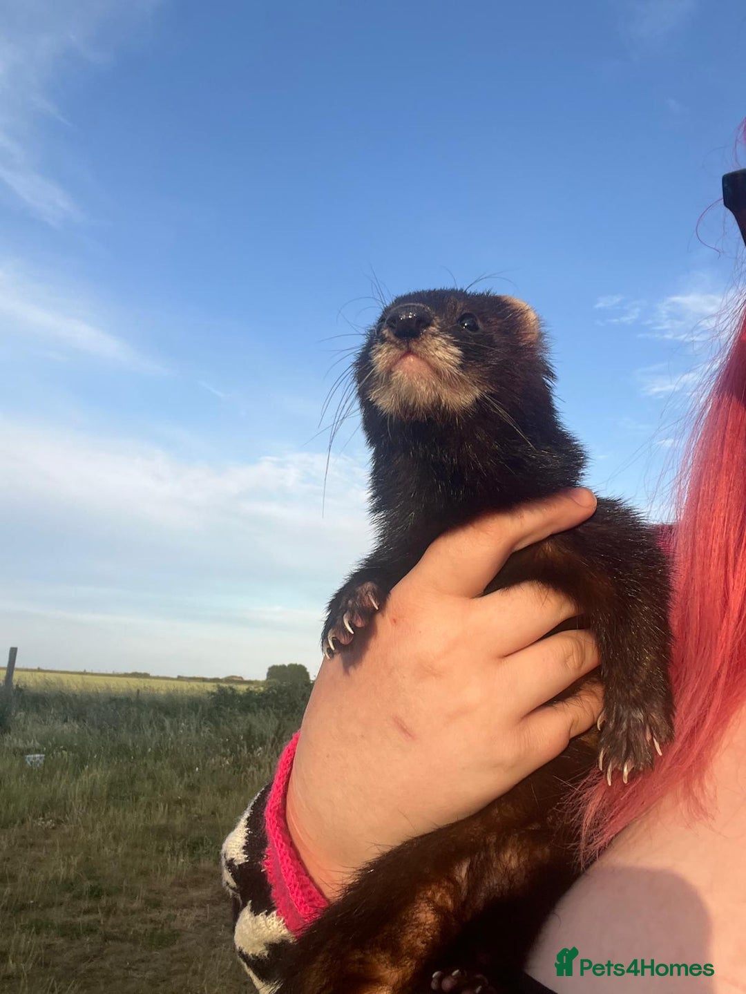 Ferret rodents for sale: Ferret looking for new home - Image 4