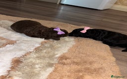 Jackapoo dogs for sale: Beautiful jackapoo girls  - Image 4