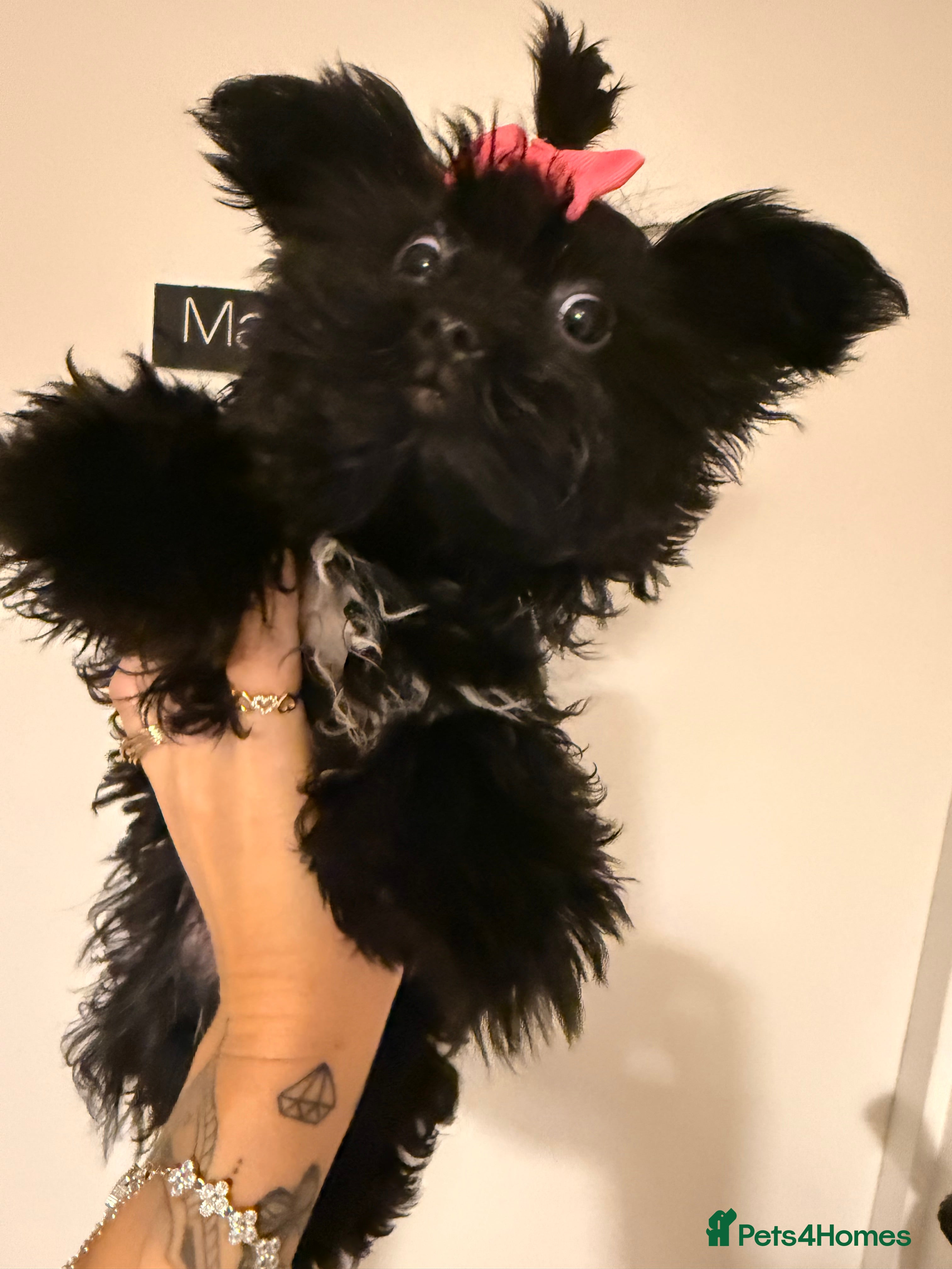 Yorkshire Terrier dogs 🖤Beautiful girl  ready to leave 🖤 - Advert 1