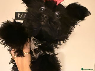 Yorkshire Terrier dogs 🖤Beautiful girl ready to leave 🖤 - Advert 1