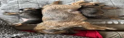 Border Terrier dogs for sale: Last Border puppy for sale - Advert 2