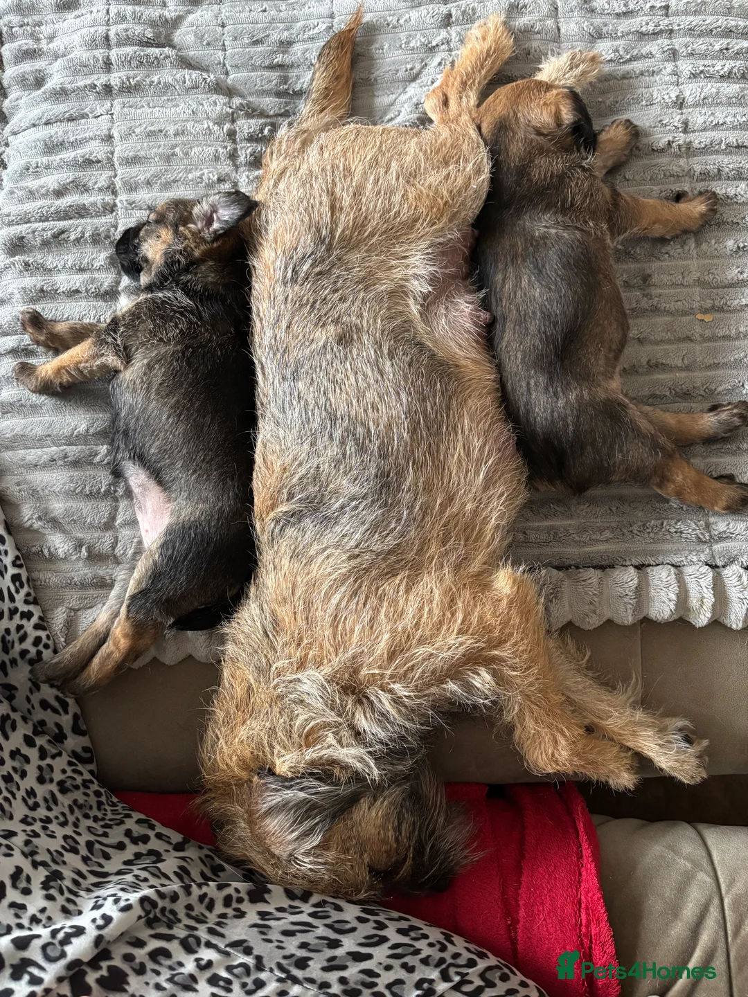 Border Terrier dogs for sale: Last Border puppy for sale - Advert 2