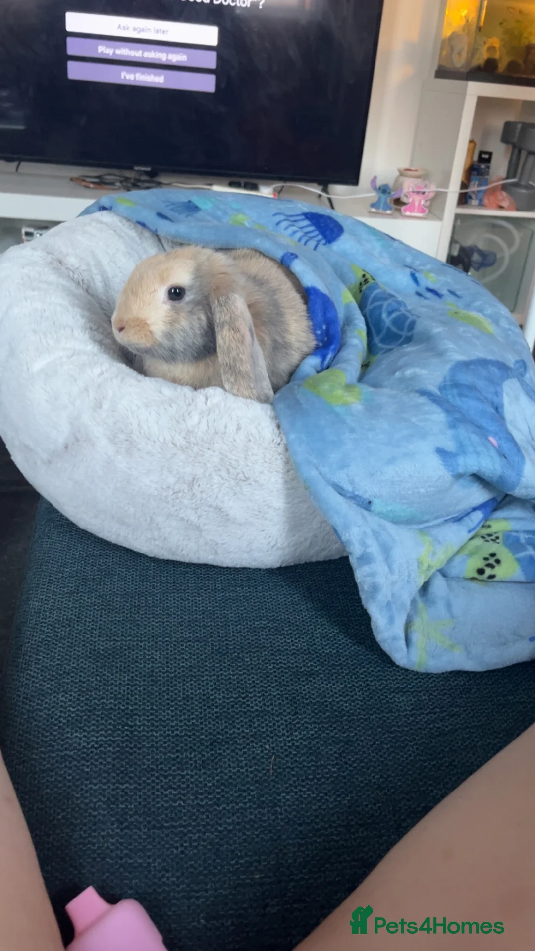 Mini Lop rabbits for sale: Hugo hops💙🦋 in Dagenham - Advert 2