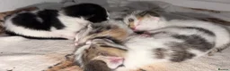 Mixed Breed cats for sale: 4 Kittens For Sale - Advert 7