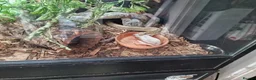 Snake reptiles for sale: Giant Madagascan Blonde Hognose  - Advert 4