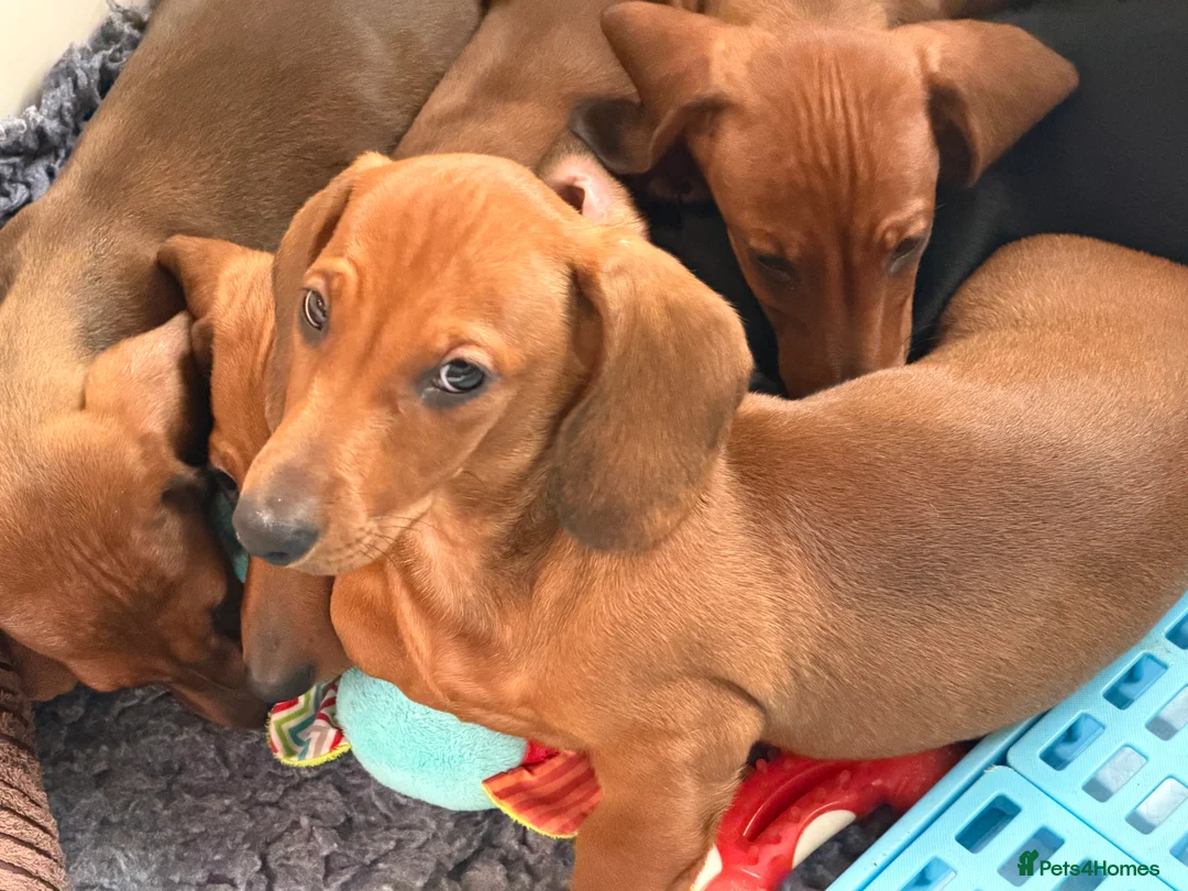 Dachshund dogs for sale: Champion Bred KC Smooth Dachshund Male Pup - Advert 2