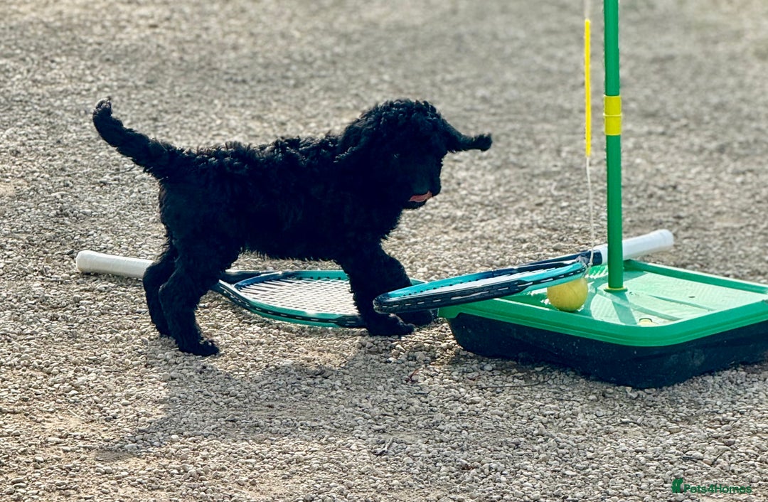 Labradoodle dogs for sale: F1b 3rd generation Labradoodles  - Image 2