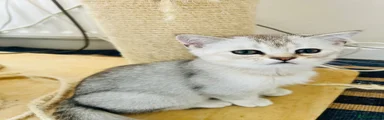 Scottish Fold 2