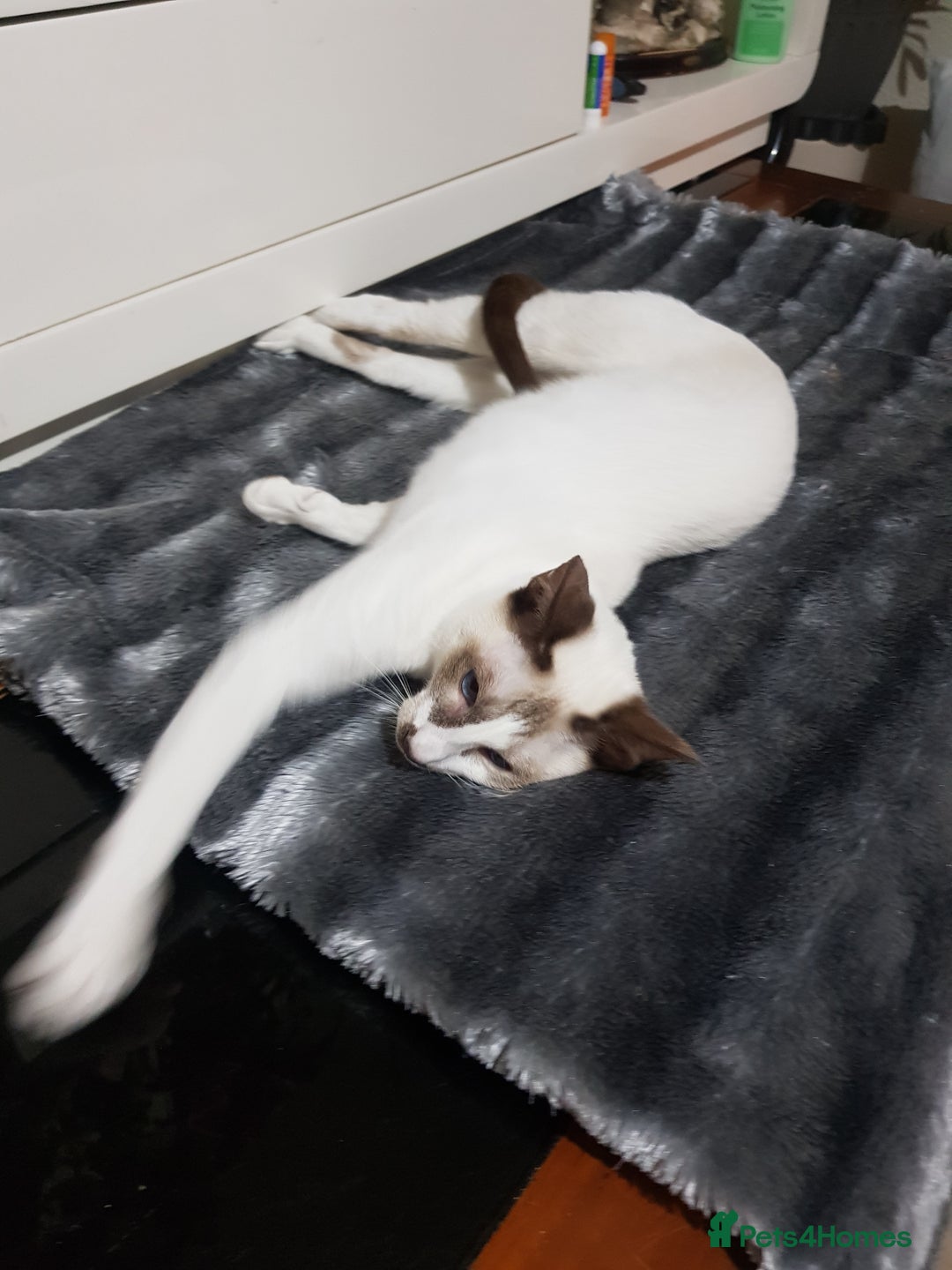 Oriental cats for sale: Oriental kittens - Advert 3