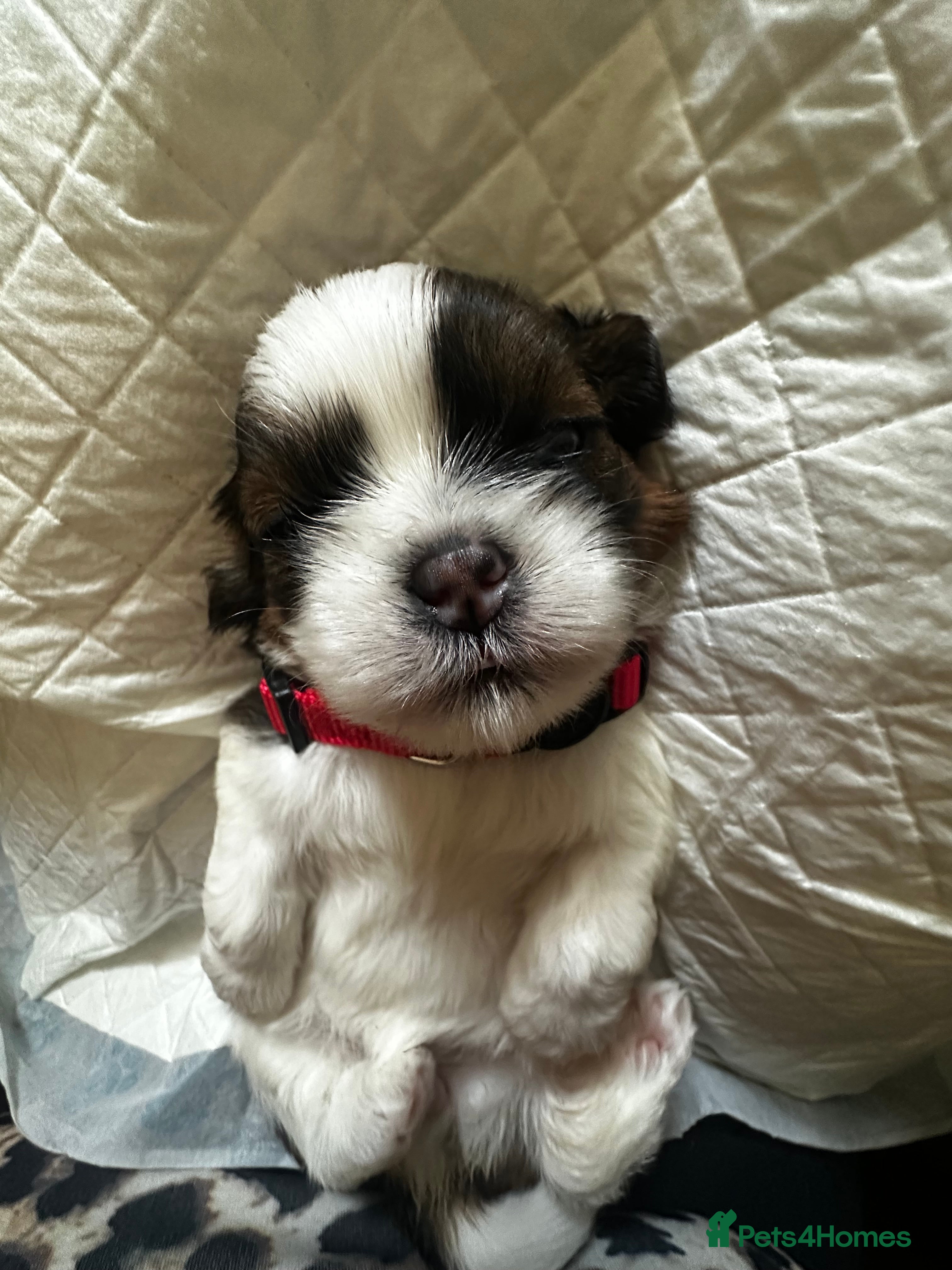 Shih Tzu dogs Beautiful shih tzu puppies 🥹🐾 - Advert 2