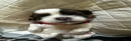 Shih Tzu dogs for sale: Beautiful shih tzu puppies 🥹🐾 - Advert 2