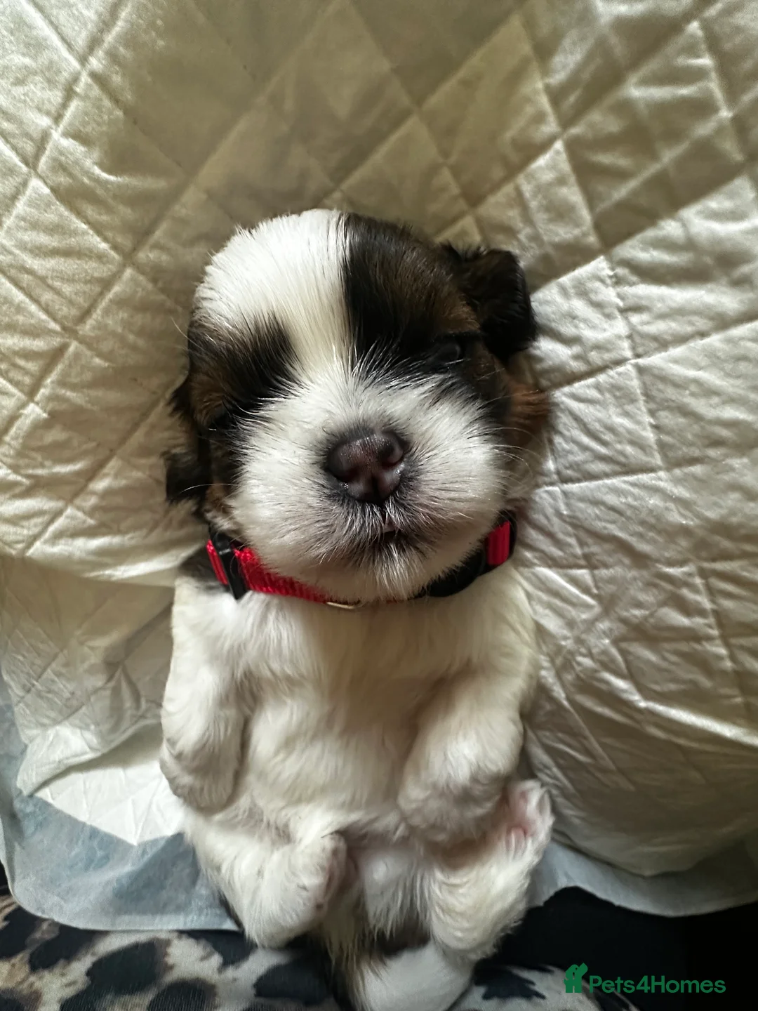 Shih Tzu dogs for sale: Beautiful shih tzu puppies 🥹🐾 - Advert 2