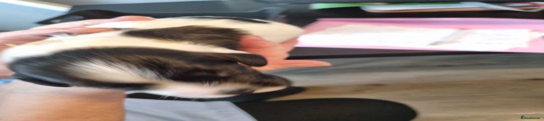 Sprocker Puppy 4