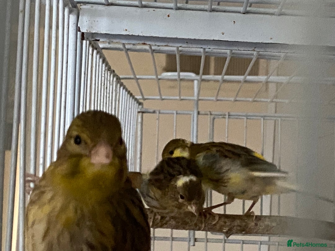 Canaries birds for sale: 5 canaries  - Image 7