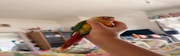 Conures birds for sale: 15 week dna female conure hand reared and tamed - Advert 3