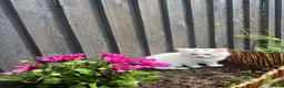 British Longhair cats for sale: Gorgeous Pure White Kitten Ready to Leave in Gravesend - Advert 2