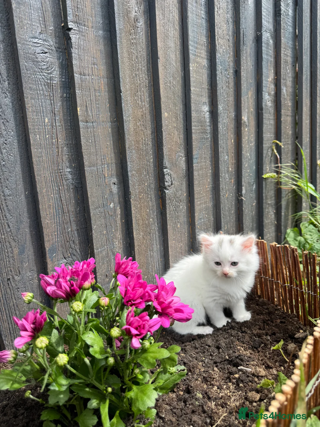 British Longhair cats for sale: Gorgeous Pure White Kitten Ready to Leave in Gravesend - Advert 2