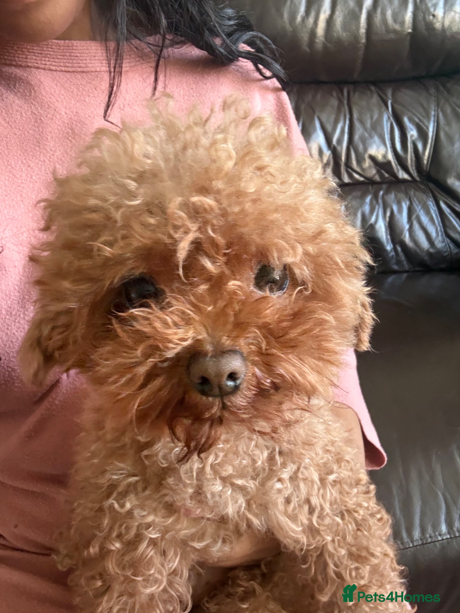 Toy Poodle dogs Beautiful Toy Poodle Puppies - Advert 2