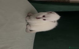 British Shorthair cats for sale: British Shorthair Kittens - Image 7