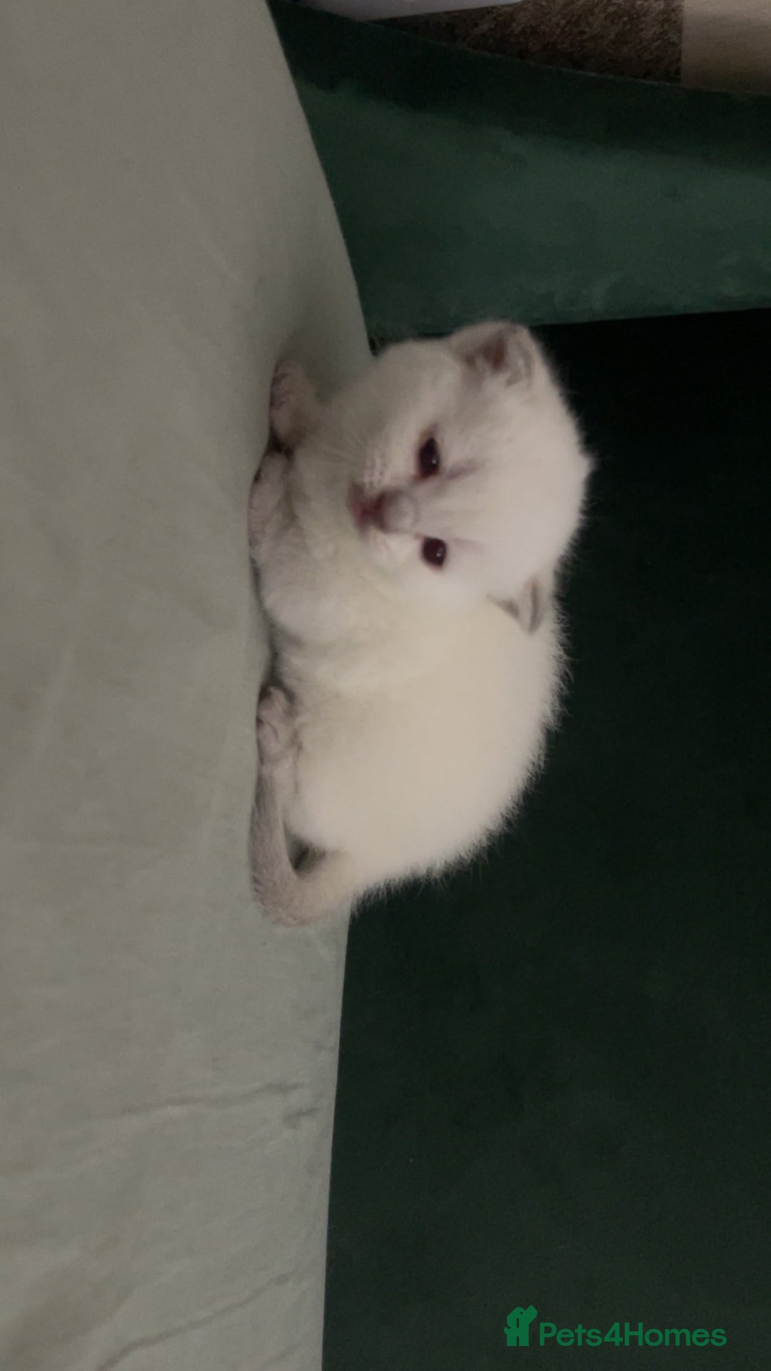 British Shorthair cats for sale: British Shorthair Kittens - Image 7