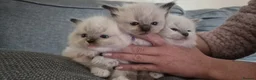 Ragdoll cats for sale: Ragdoll kittens  - Advert 4