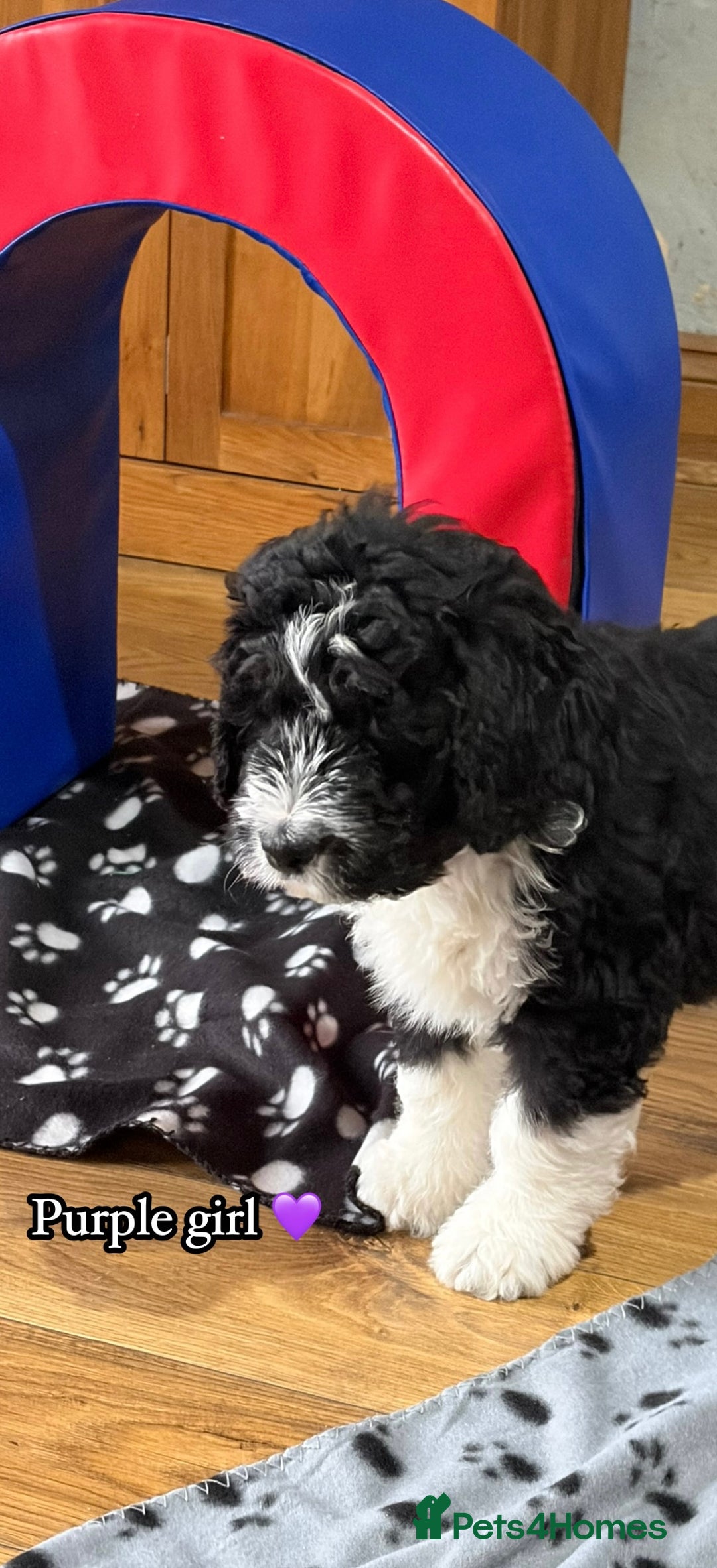Bernedoodle dogs for sale: 🩷 Chunky Bernedoodles with TRI🩷 - Advert 4