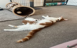Mixed Breed cats for sale: Beautiful ginger and white kittens - Image 16