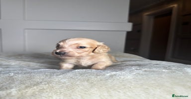 Miniature Dachshund dogs - Advert 6