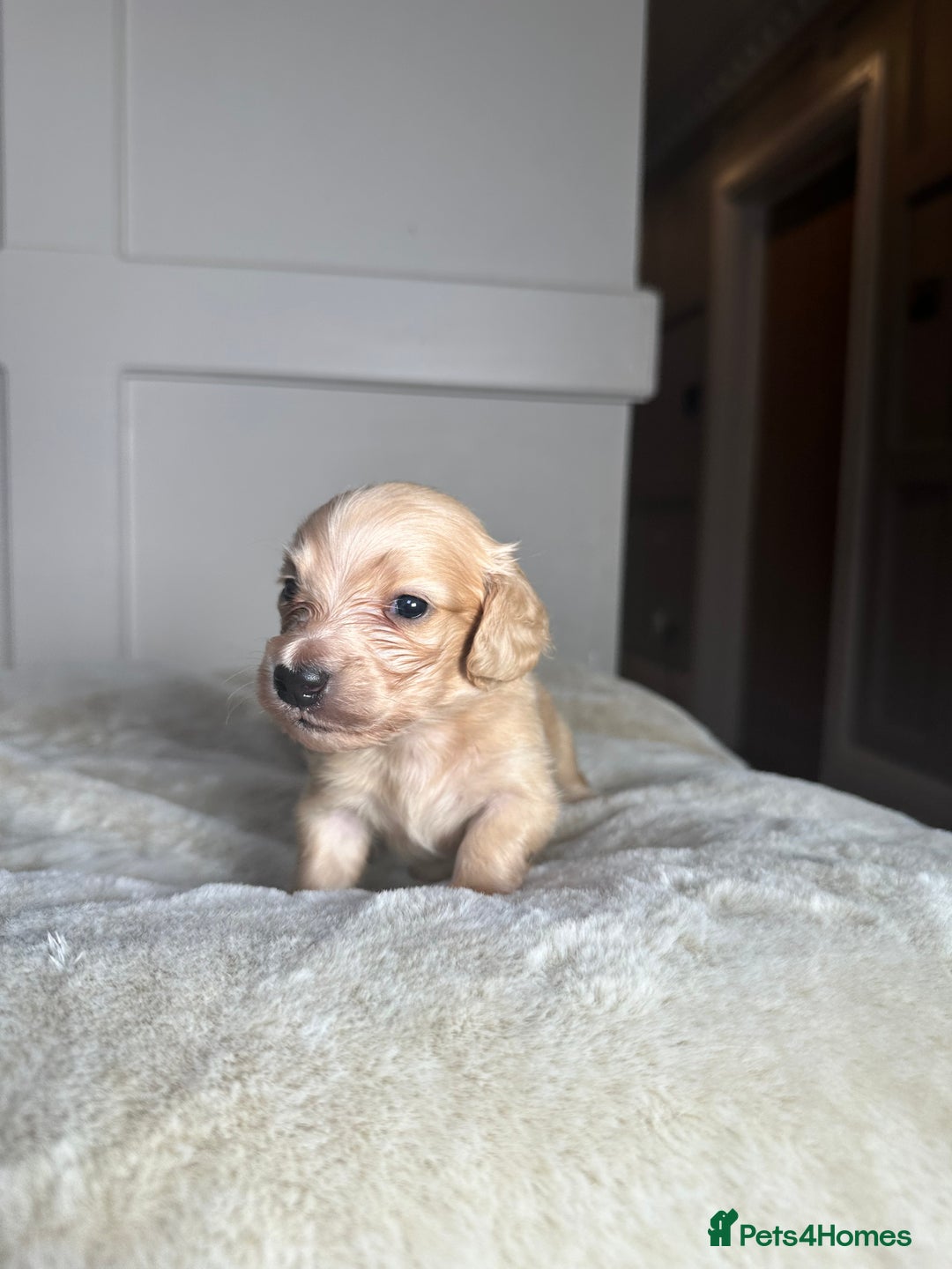 Miniature Dachshund dogs for sale: Clear Cream Miniature Dachsunds - Image 5