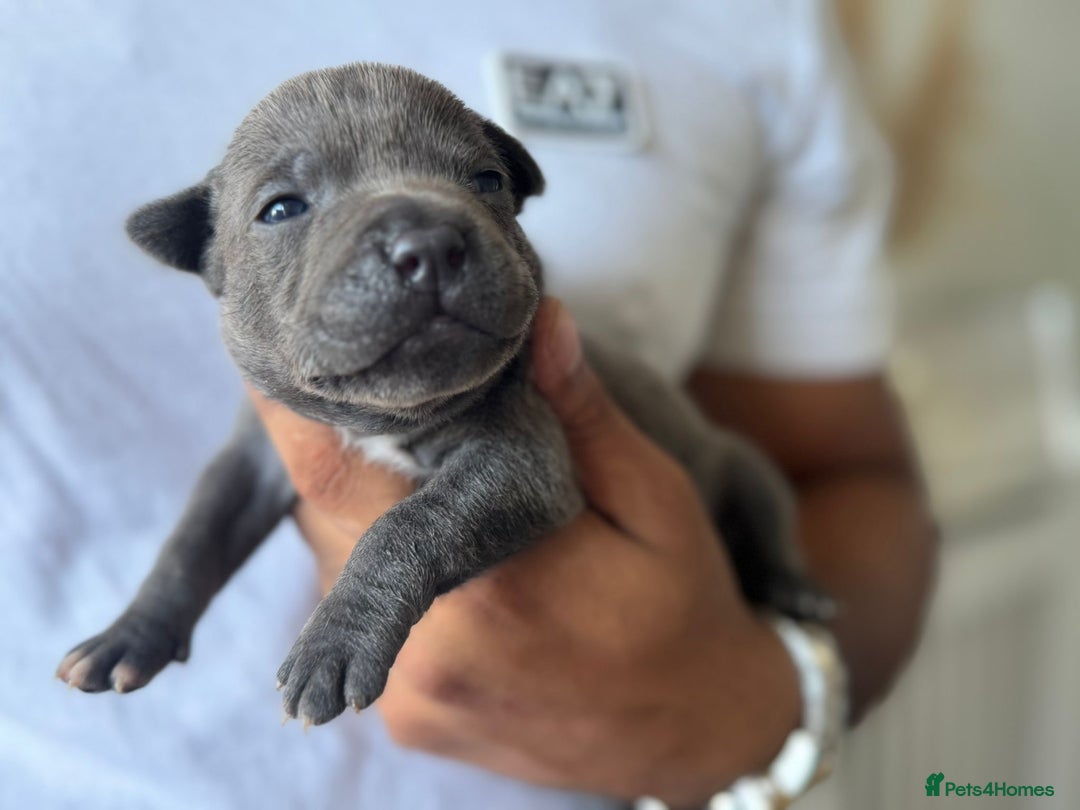 Staffordshire Bull Terrier dogs for sale: 😍😍 BEAUTIFUL & CHUNKY BLUES💙 - Image 26